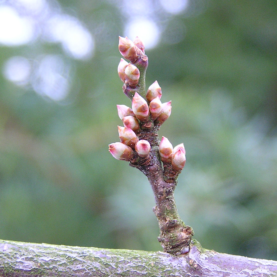 Spring and the Liver